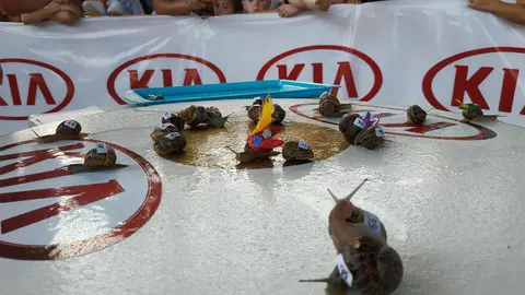 Carrera de caracoles de San Mateo de Buelna