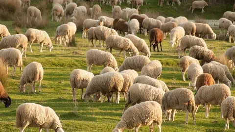 Una explotaci&oacute;n de ganado ovino.