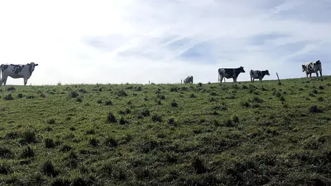 Vacas en un campo