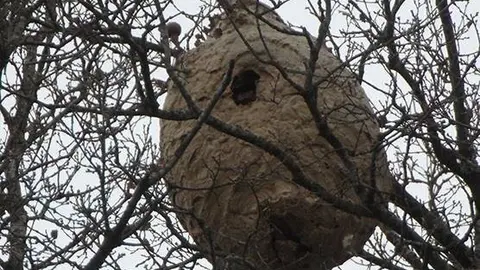 Nido de avispa asi&aacute;tica