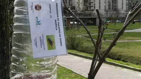 Trampa contra la avispa asi&aacute;tica