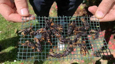 Trampa de avispa asi&aacute;tica