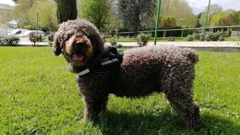 El perro 'Marley', que particip&iacute;&oacute; en la investigaci&oacute;n del cr&aacute;neo de Castro Urdiales