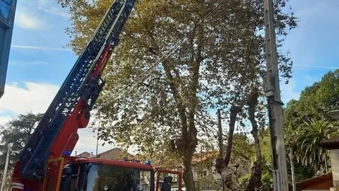 Bomberos del 112 retiran un nido de avispa asi&aacute;tica de un platanero a 20 metros de altura en Cabez&oacute;n de la Sal