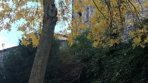 Oto&ntilde;o, amarillo, rojizos