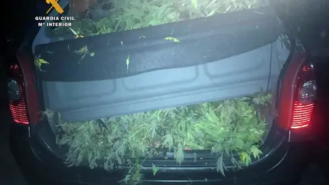 Monovolumen con las plantas de marihuana intervenidas