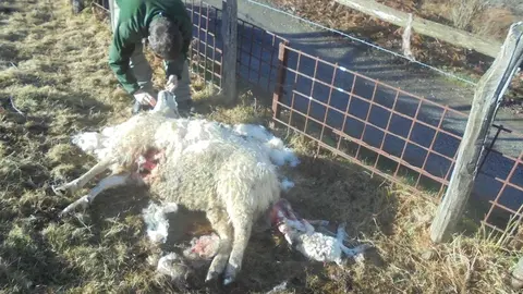 da&ntilde;os causados por fauna salvaje 