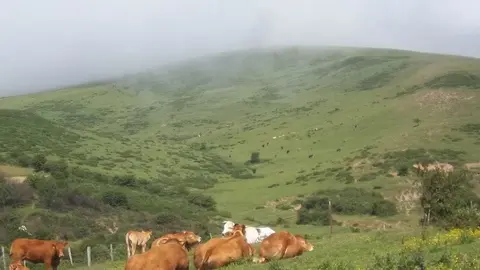 Vacas en Campoo de Yuso