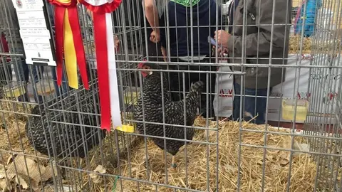 Exposici&oacute;n Av&iacute;cola de Valderredible