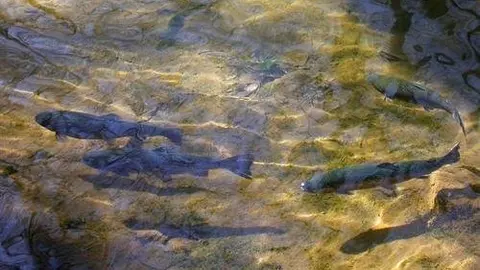 Salm&oacute;n/ Salmones/ Pesca