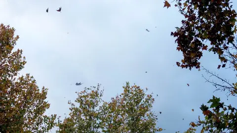 Lluvia, viento y caidas de hojas