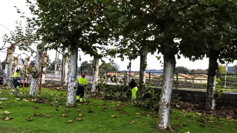 Inicio de la campa&ntilde;a de poda del oto&ntilde;o en Hazas de Cesto