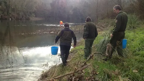     Las Consejer&iacute;as de Ganader&iacute;a, Pesca y Desarrollo Rural y la de Educaci&oacute;n, Cultura y Deporte del Gobierno de Cantabria han puesto en marcha una actuaci&oacute;n conjunta para la repoblaci&oacute;n de los r&iacute;os de Cantabria con alevines de angula