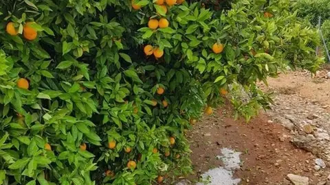 Uni&oacute;n de Uniones denuncia que los salarios de agricultores y ganaderos son un 35% inferiores a la media