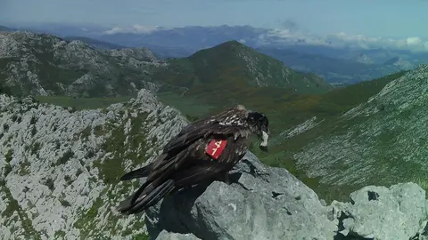 Joven quebrantahuesos tragando una pata  de caprino