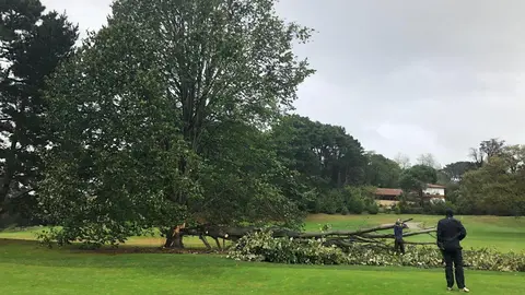 Arbol ca&iacute;do por el viento en el campo de golf de Pedre&ntilde;a