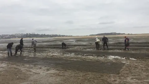 Siembre de almejas