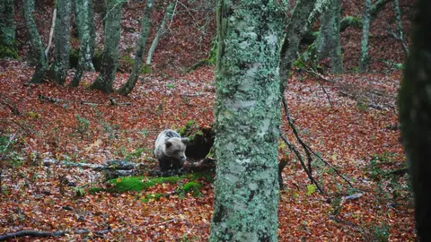 La osezna Saba regresa a su h&aacute;bitat natural en Asturias tras su rehabilitaci&oacute;n en Cantabria