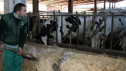 Ganadero con vacas