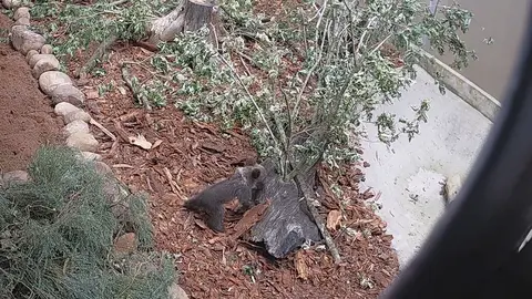 La osezna en el Centro de Recuperaci&oacute;n de la Fauna Silvestre de Cantabria