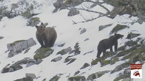 Osos Pardos avistados en la Cordillera C&aacute;ntabrica