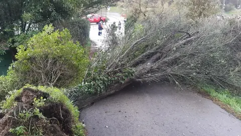 EuropaPress_2508759_&Aacute;rbol_ca&iacute;do_de_unos_10_metros_en_la_subida_al_cementerio_de_Comillas_que_cortaba_el_paso_de_veh&iacute;culos_y_personas_