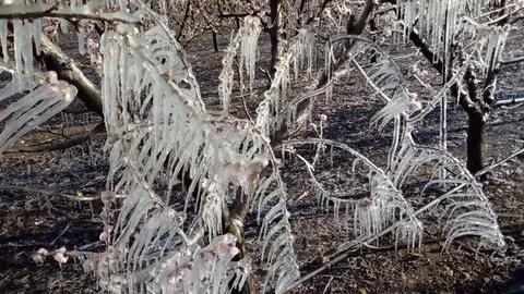 DA&Ntilde;OS POR LAS HELADAS EN EL CAMPO