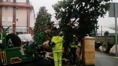 Trasplante de magnolios del exterior del Ayuntamiento de Pi&eacute;lagos