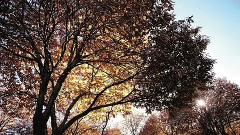 &Aacute;rbol casta&ntilde;o en la provincia de M&aacute;laga en oto&ntilde;o