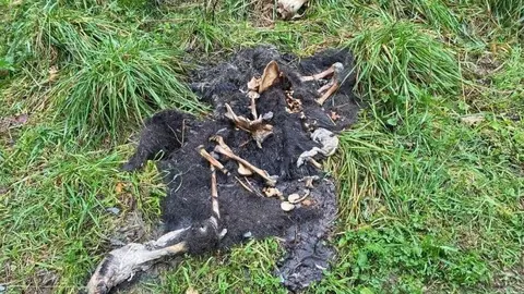 Restos de un oso pardo