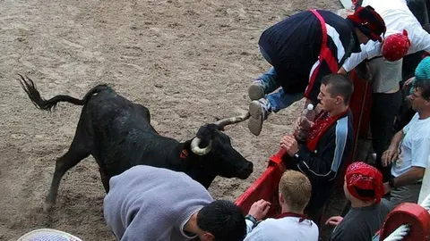 Suelta de vaquillas en la Plaza de Toros de Ampuero, tras los encierros