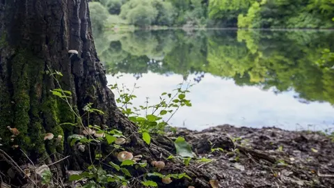 &Aacute;rea Natural de Especial Inter&eacute;s (ANEI) de La Viesca (archivo)