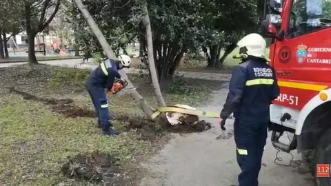 Bomberos retiran un &aacute;rbol  ca&iacute;do por el viento
