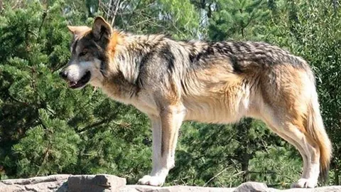 Lobo en Cab&aacute;rceno