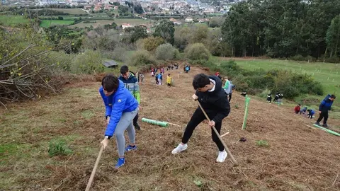 Plantaci&oacute;n de &aacute;rboles en Colindres