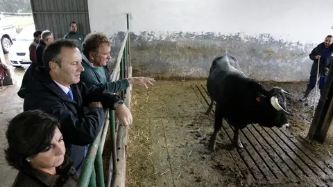 El consejero de Gander&iacute;a, Guillermo Blanco, asiste a las pruebas de testaje de 26 ejemplares de razas tudanca y monchina