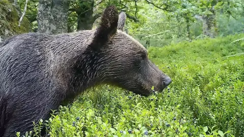 Oso pardo en su h&aacute;bitat comiendo ar&aacute;ndanos.