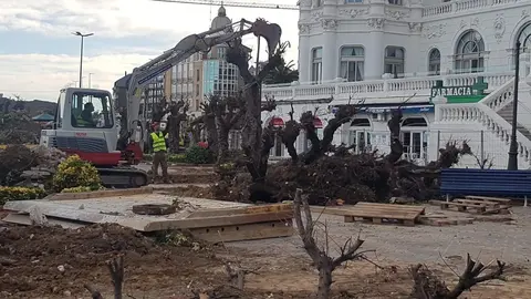 Imagen remitida por el PSOE de los tamarindos de la plaza de Italia arrancados
