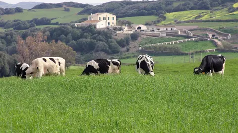 Vacas en un prado.