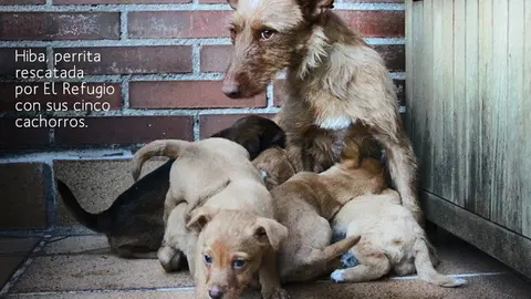 sacrificio cero archivo