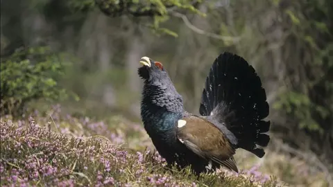 LA ONG FSC Espa&ntilde;a desarrollar&aacute; un proyecto de conservaci&oacute;n y mejora del h&aacute;bitat del urogallo cant&aacute;brico