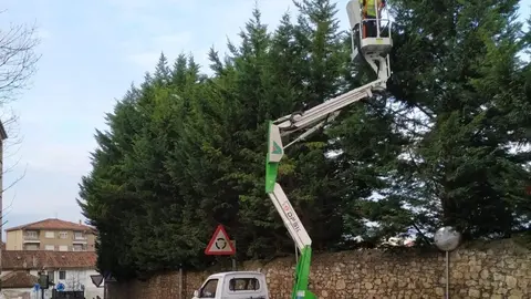 Astillero inicia la poda de &aacute;rboles de gran dimensi&oacute;n