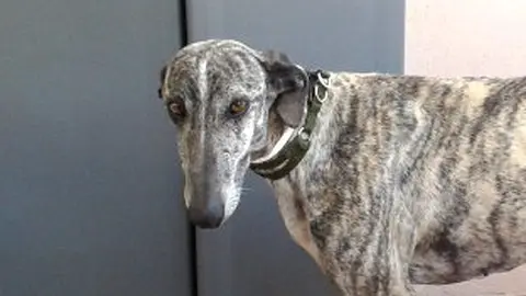 Abandono, maltrato animal, galgo, caza, ahorcamiento