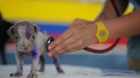 Cursos homologados veterinaria