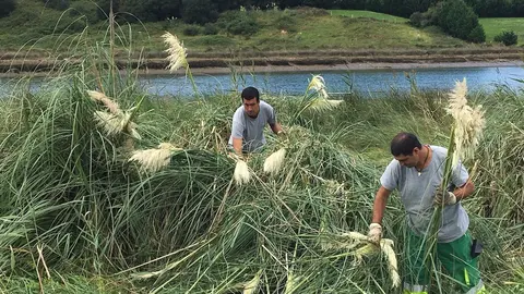 Retirada de plumeros en Cantabria