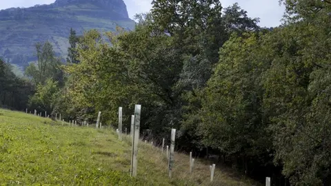Arboles. Bosques. Naturaleza. Medio Rural. Cantabria 