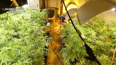 Plantaci&oacute;n de Hinojedo