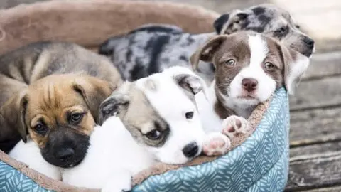 cachorros abandonados archivo