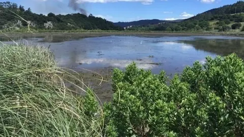 Especies invasoras en la Cornisa Cant&aacute;brica