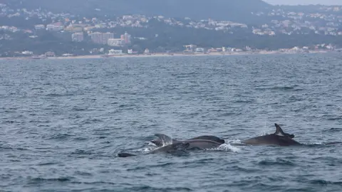 Delfines mulares frente a la costa de D&eacute;nia.
